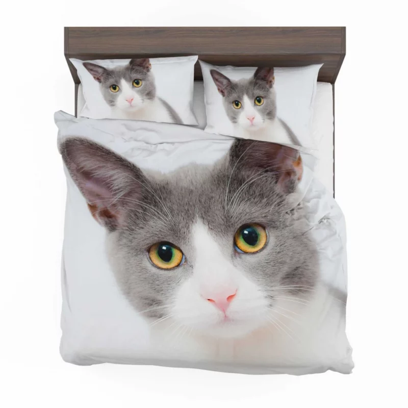 Cat Captivating Stare Mysterious Intrigue Bedding Set 1