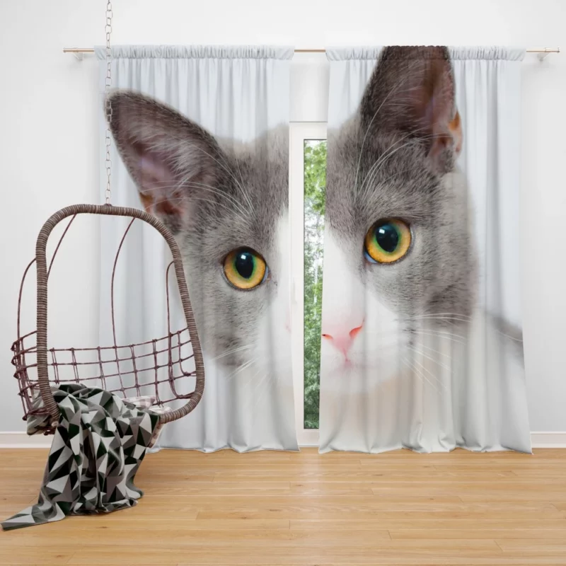 Cat Captivating Stare Mysterious Intrigue Curtain