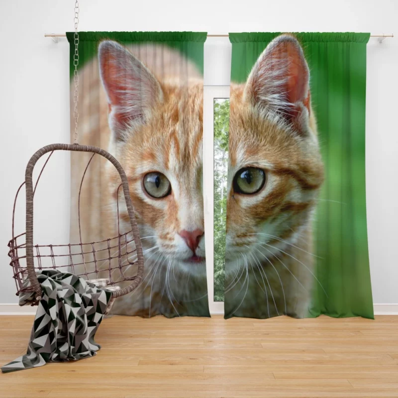 Cat Close-Up Feline Elegance Curtain