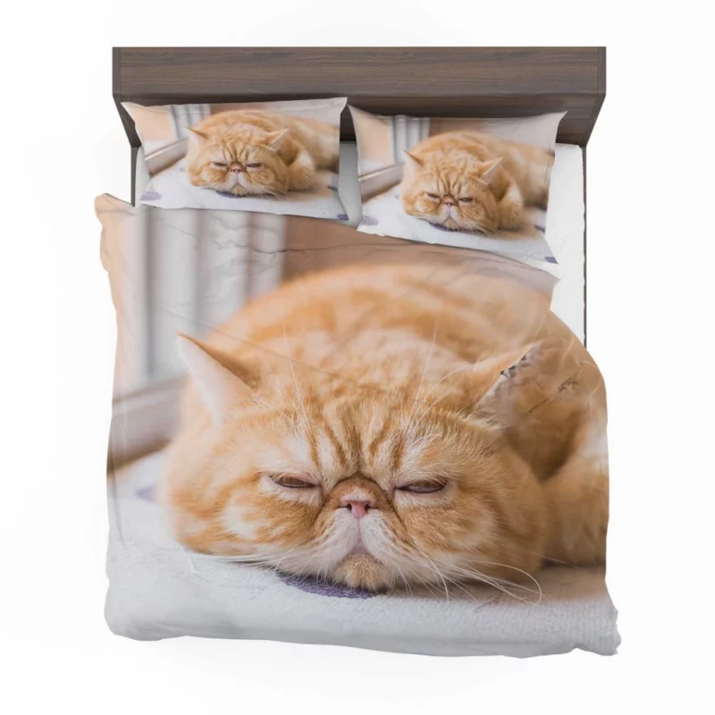 Cat Curious Gaze Bedding Set 1