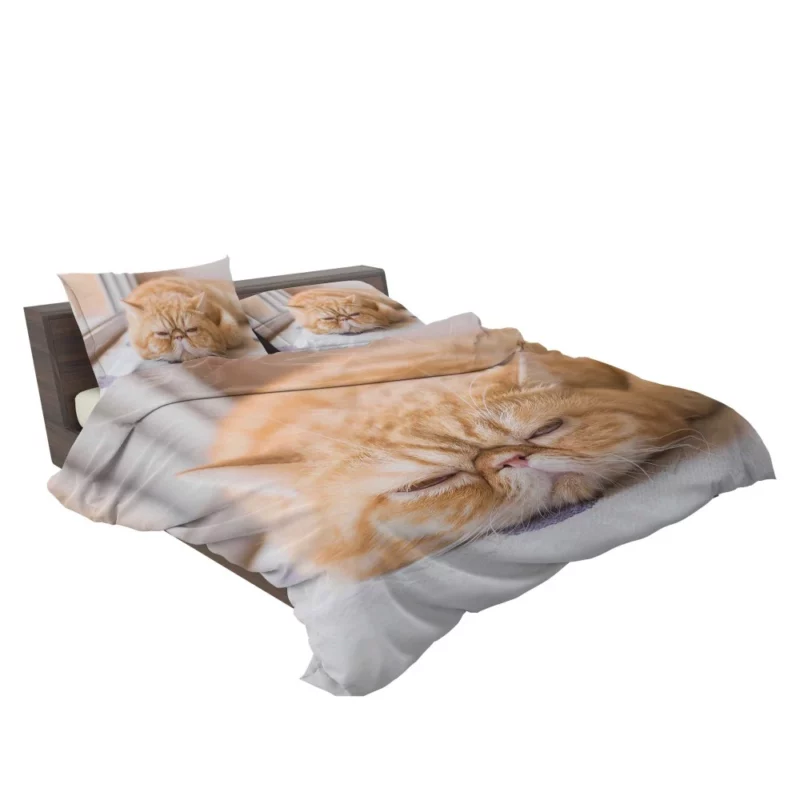 Cat Curious Gaze Bedding Set 2