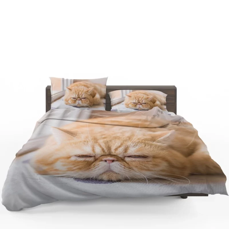 Cat Curious Gaze Bedding Set