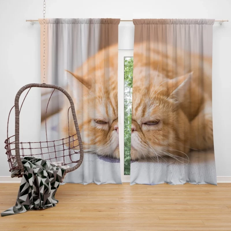 Cat Curious Gaze Curtain