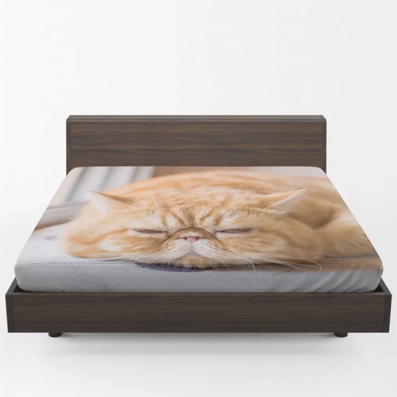 Cat Curious Gaze Fitted Sheet