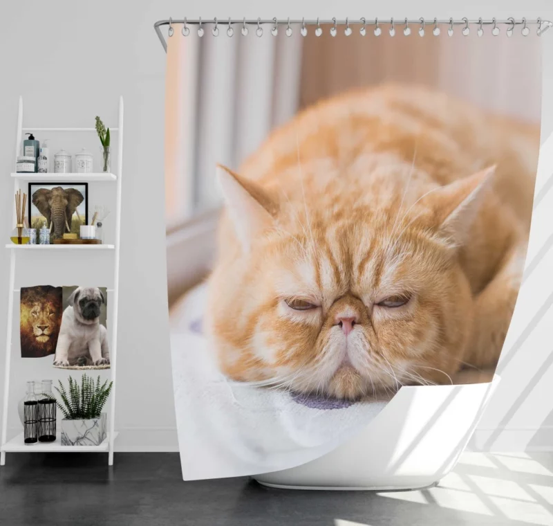 Cat Curious Gaze Shower Curtain