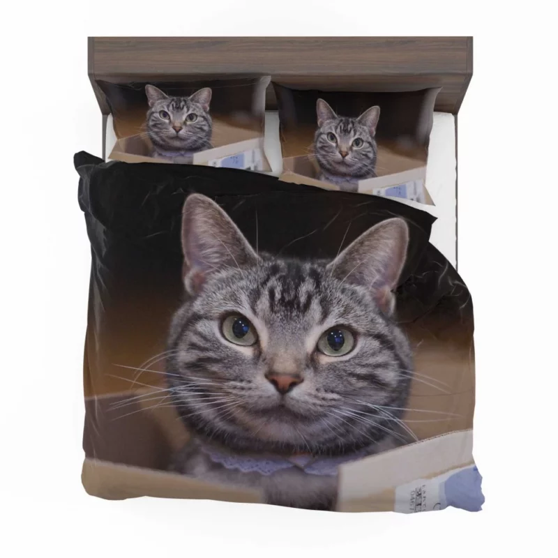 Cat Curious Stare Bedding Set 1