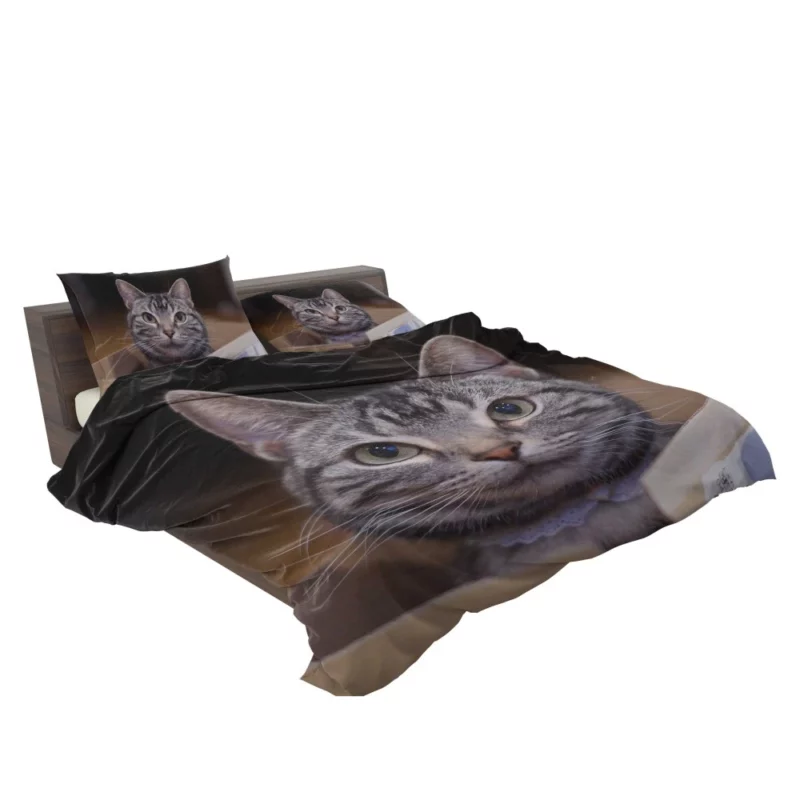 Cat Curious Stare Bedding Set 2