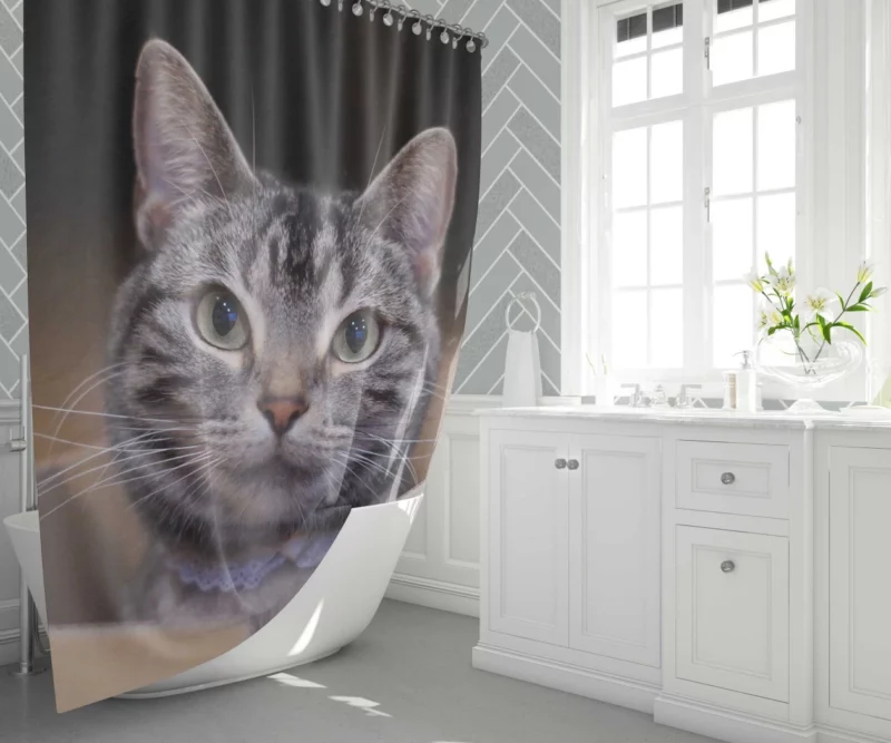 Cat Curious Stare Shower Curtain 1