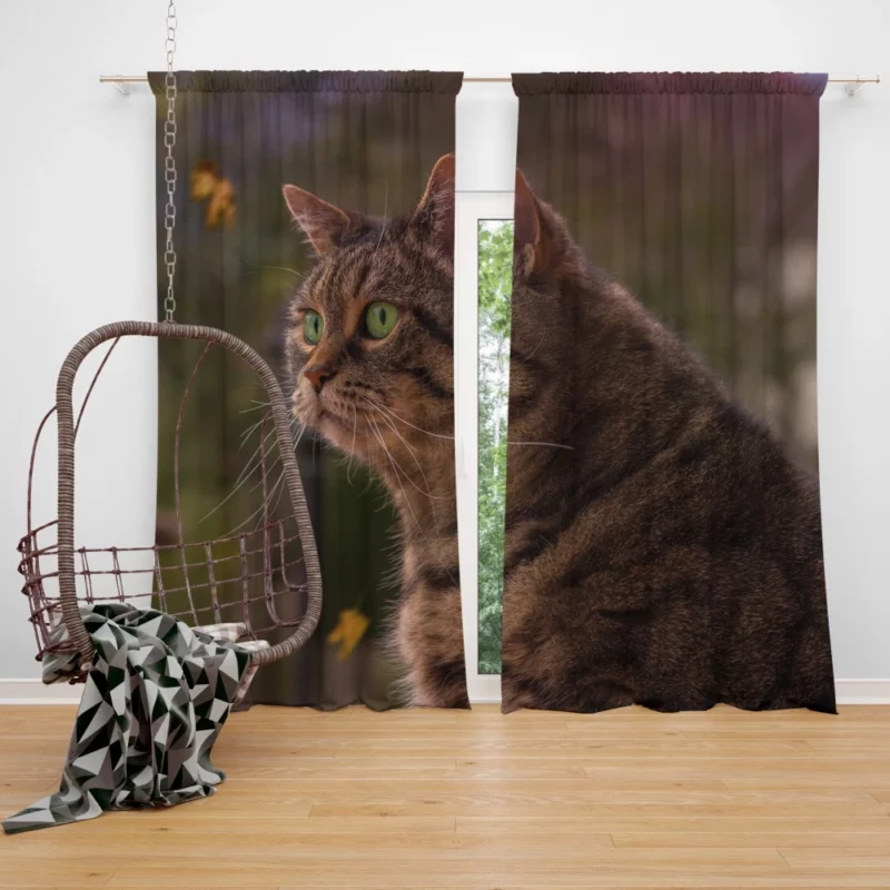 Cat Depth of Field Stare Feline Wonder Curtain