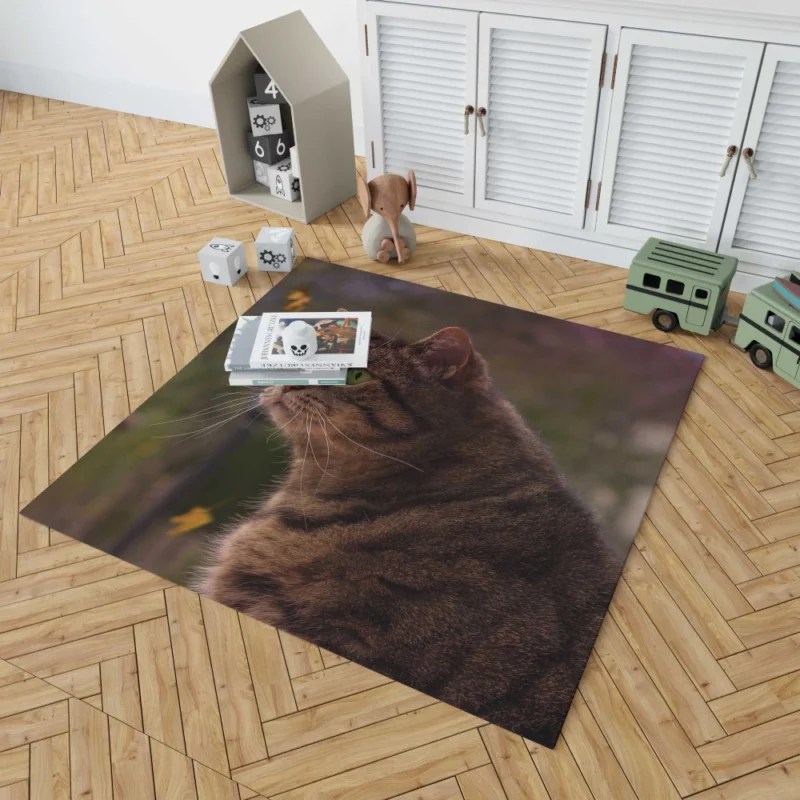 Cat Depth of Field Stare Feline Wonder Rug 1