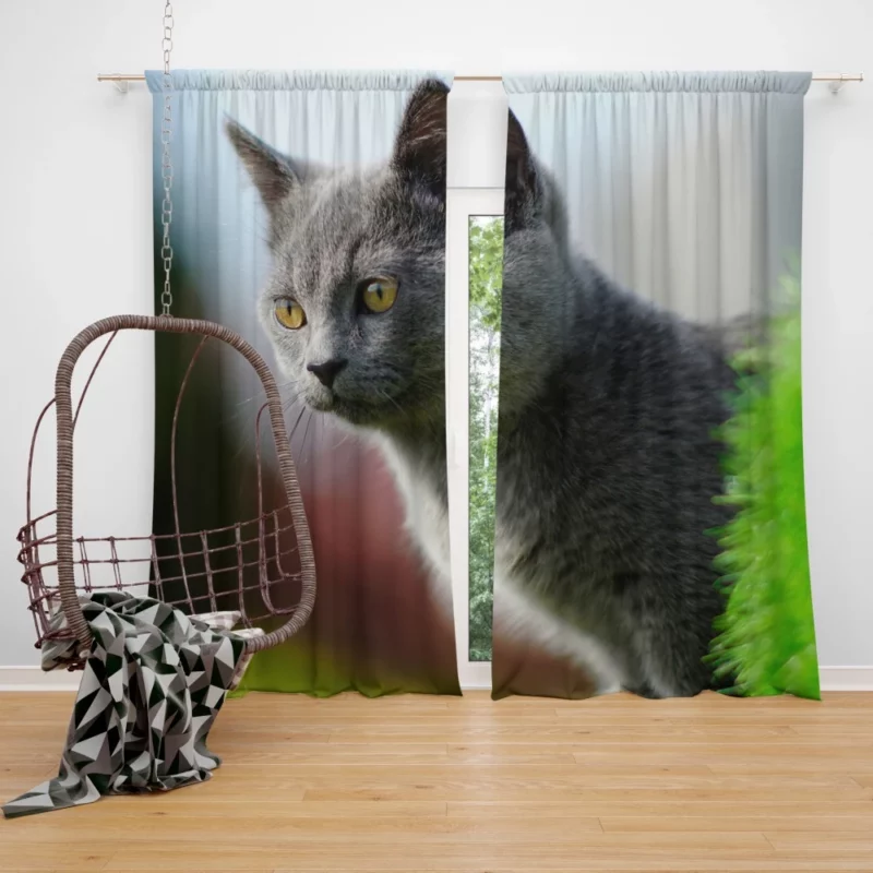 Cat Dreamy Gaze Curtain