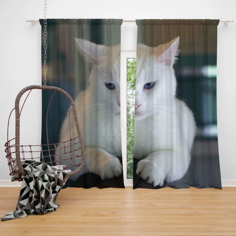 Cat Elegant Gaze Mysterious Allure Curtain