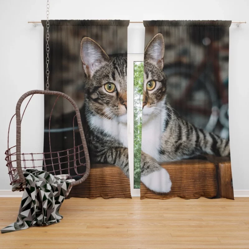 Cat Elegant Gaze Mysterious Charm Curtain