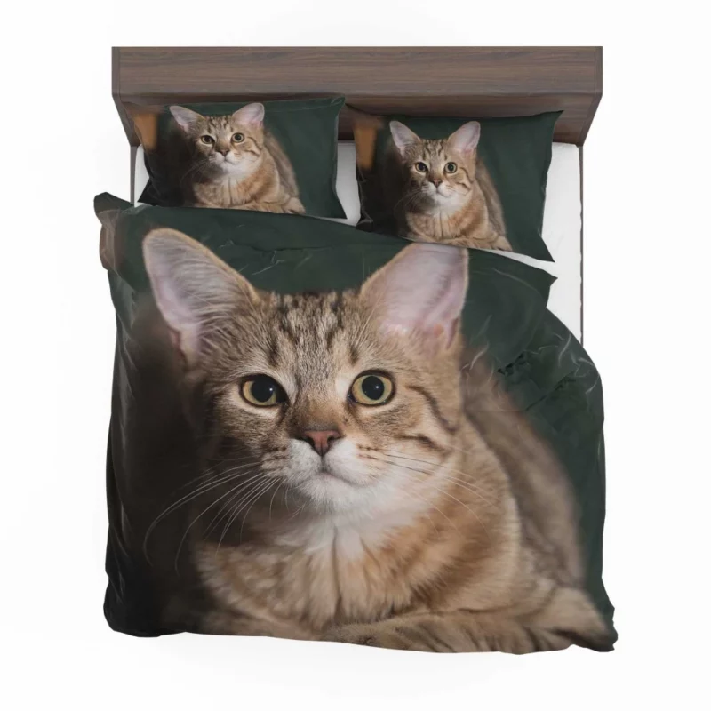 Cat Enigmatic Gaze Bedding Set 1