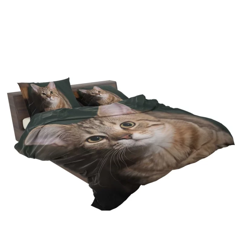 Cat Enigmatic Gaze Bedding Set 2