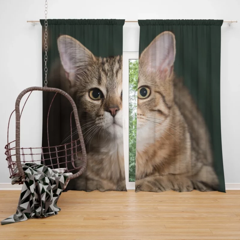 Cat Enigmatic Gaze Curtain