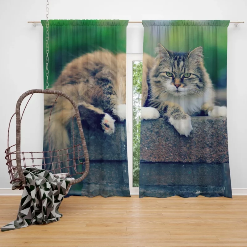 Cat Enigmatic Gaze Feline Intrigue Curtain