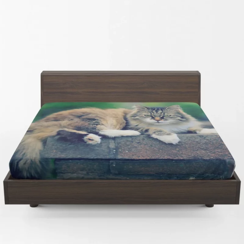 Cat Enigmatic Gaze Feline Intrigue Fitted Sheet