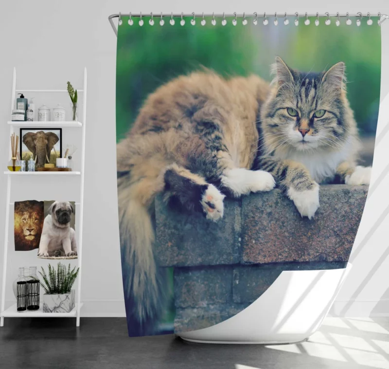 Cat Enigmatic Gaze Feline Intrigue Shower Curtain