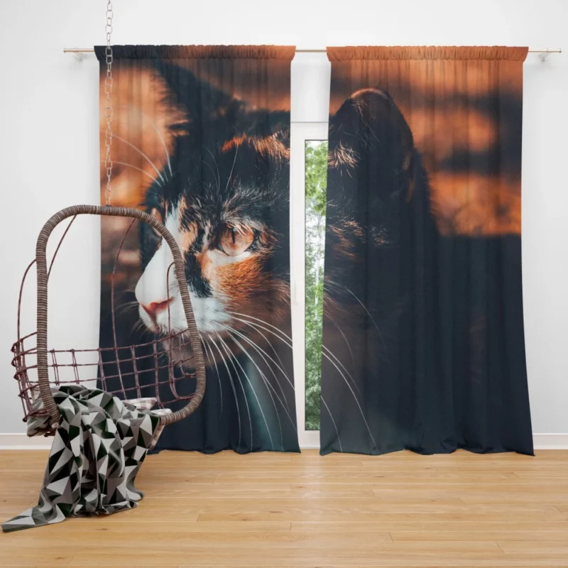 Cat Enigmatic Gaze Feline Mystery Curtain