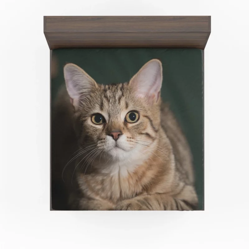 Cat Enigmatic Gaze Fitted Sheet 1