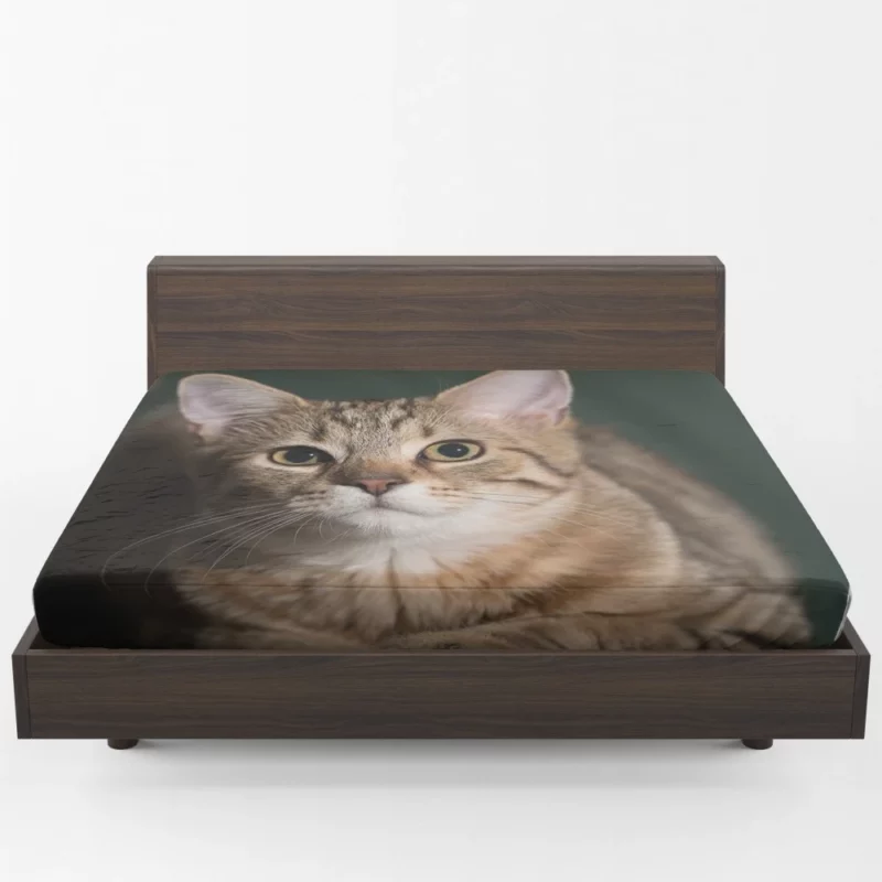 Cat Enigmatic Gaze Fitted Sheet