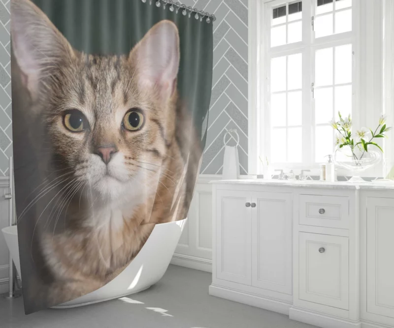 Cat Enigmatic Gaze Shower Curtain 1