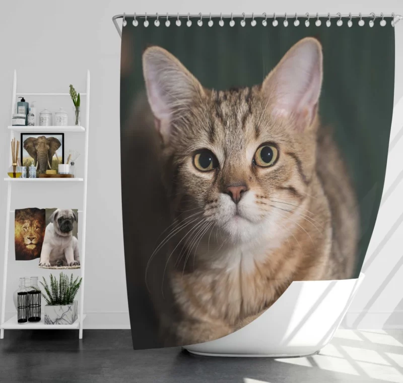 Cat Enigmatic Gaze Shower Curtain