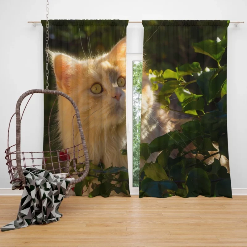 Cat Enigmatic Presence Mysterious Gaze Curtain