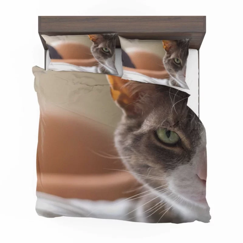 Cat Enigmatic Stare Feline Fascination Bedding Set 1