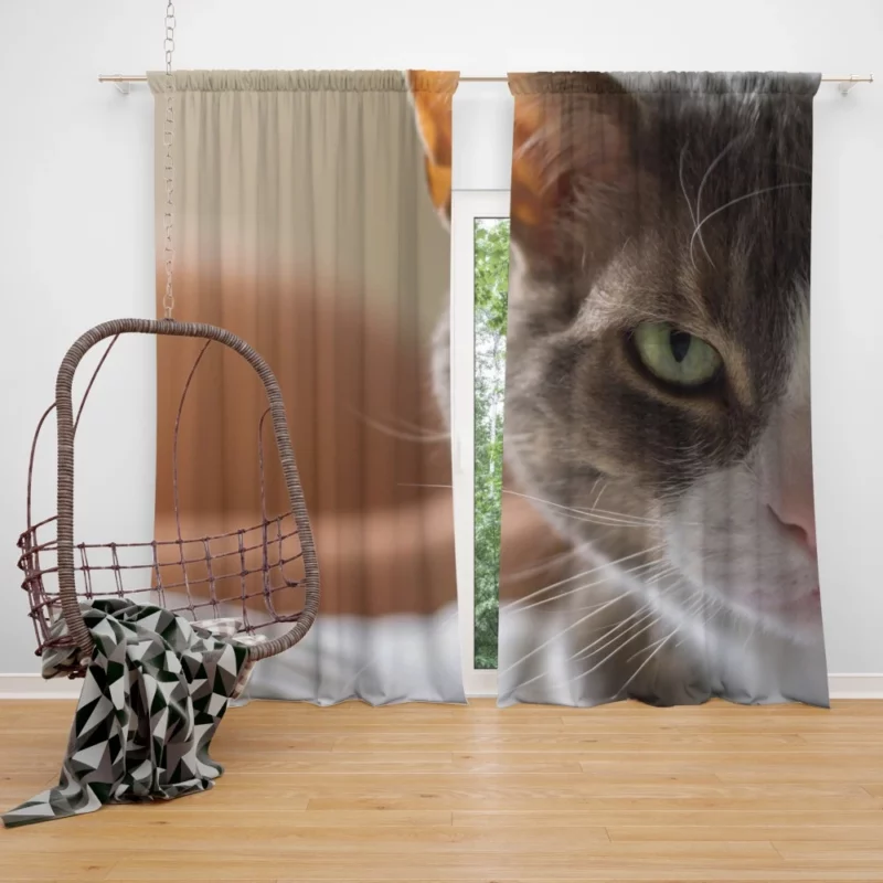 Cat Enigmatic Stare Feline Fascination Curtain