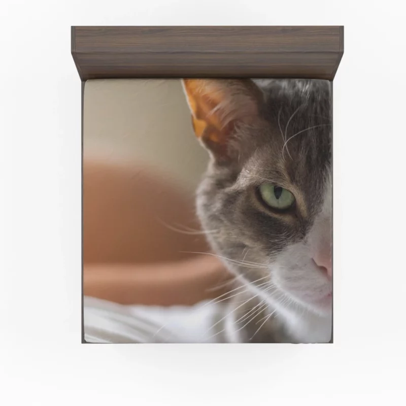 Cat Enigmatic Stare Feline Fascination Fitted Sheet 1