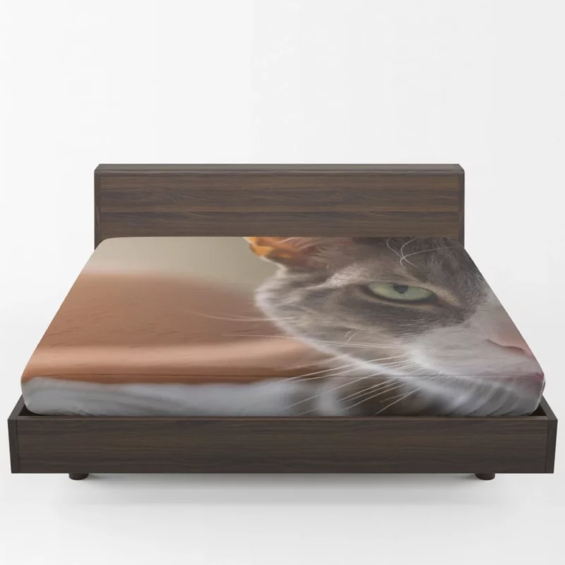 Cat Enigmatic Stare Feline Fascination Fitted Sheet