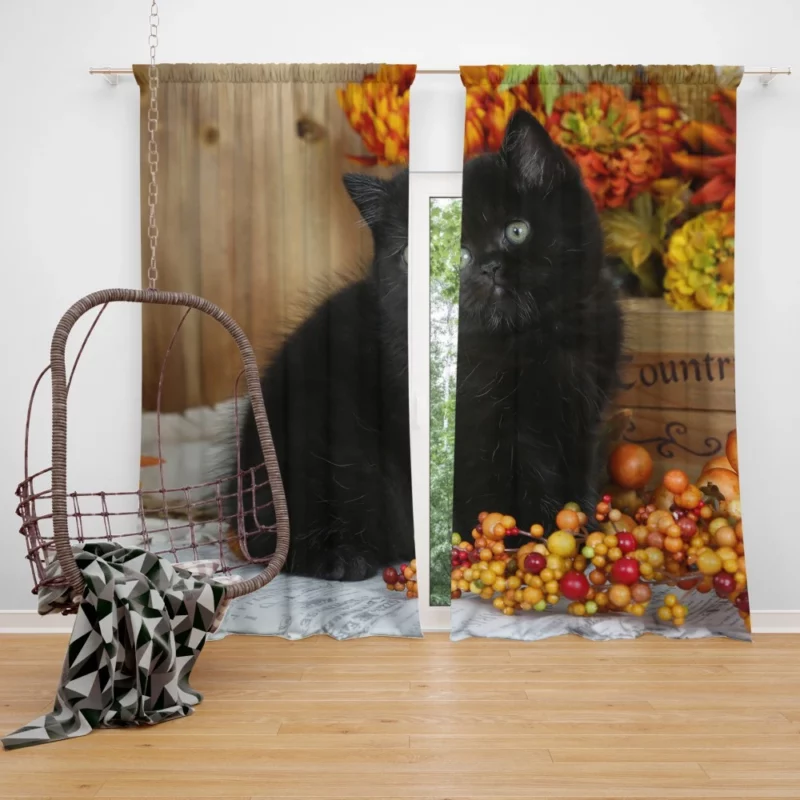 Cat Enigmatic Stare Feline Intrigue Curtain