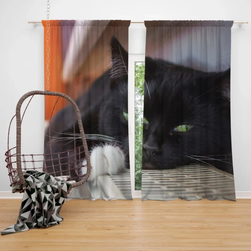 Cat Enigmatic Stare Feline Mystery Curtain