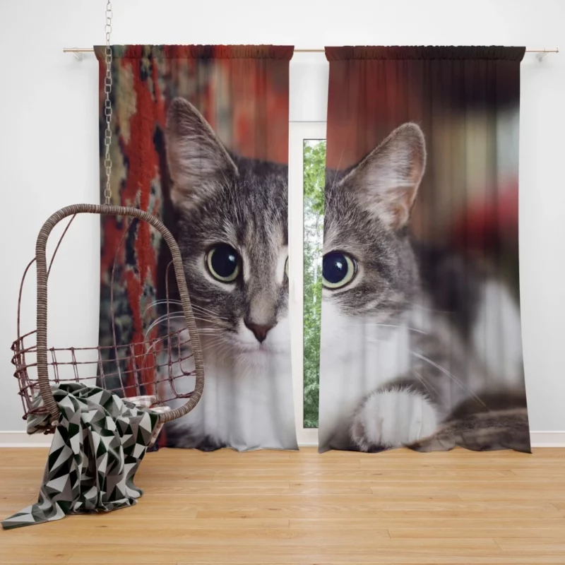 Cat Expressive Gaze Feline Intrigue Curtain