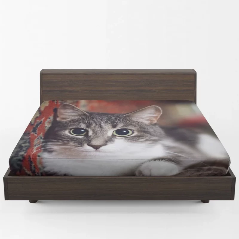 Cat Expressive Gaze Feline Intrigue Fitted Sheet