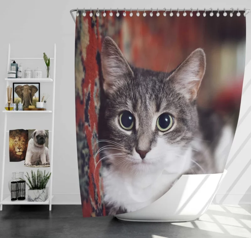 Cat Expressive Gaze Feline Intrigue Shower Curtain