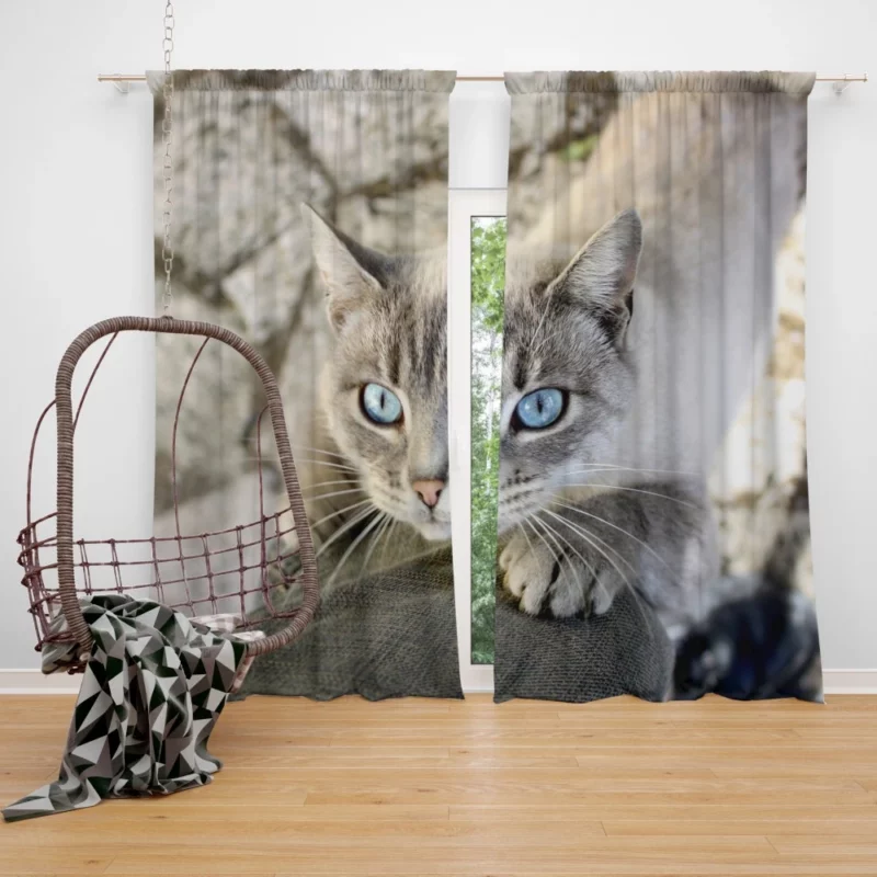 Cat Gaze Whiskered Exotic Curtain