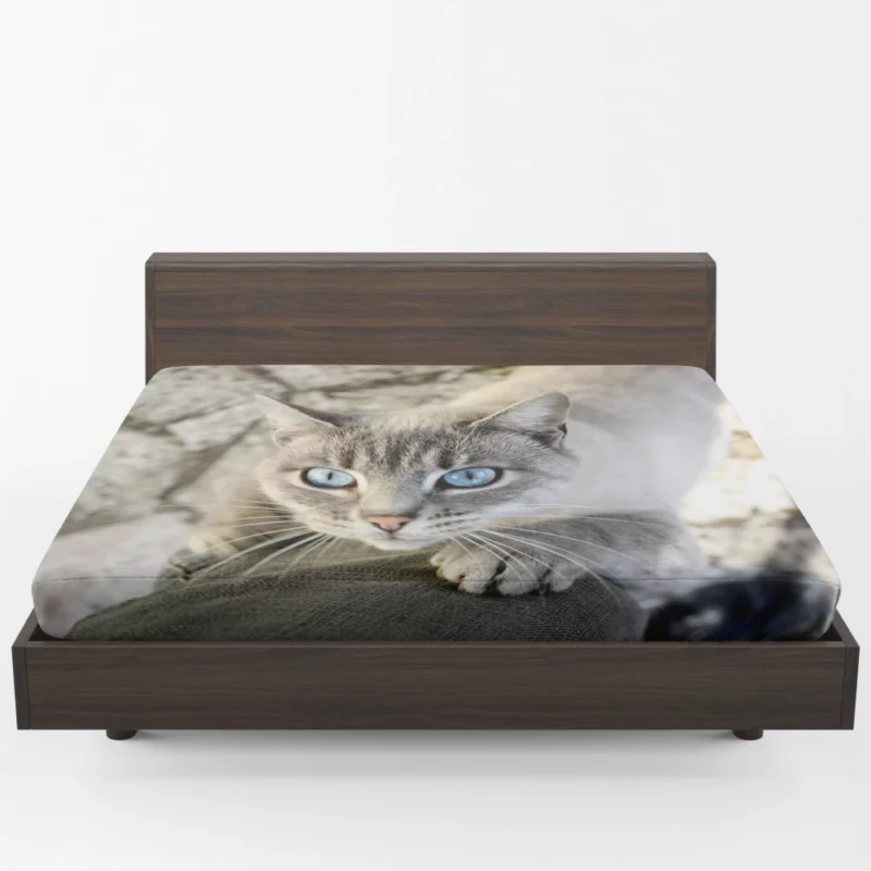 Cat Gaze Whiskered Exotic Fitted Sheet