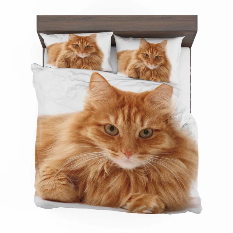 Cat Gaze Whiskered Intrigue Bedding Set 1