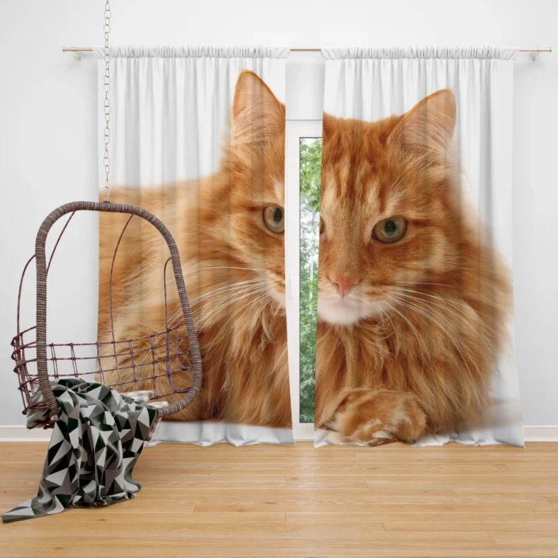 Cat Gaze Whiskered Intrigue Curtain