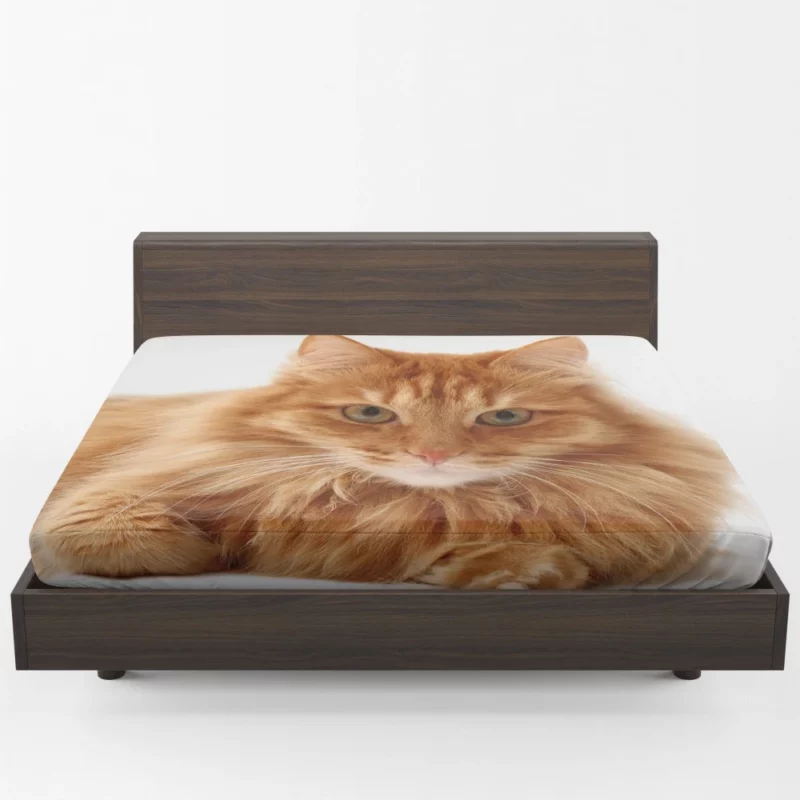 Cat Gaze Whiskered Intrigue Fitted Sheet