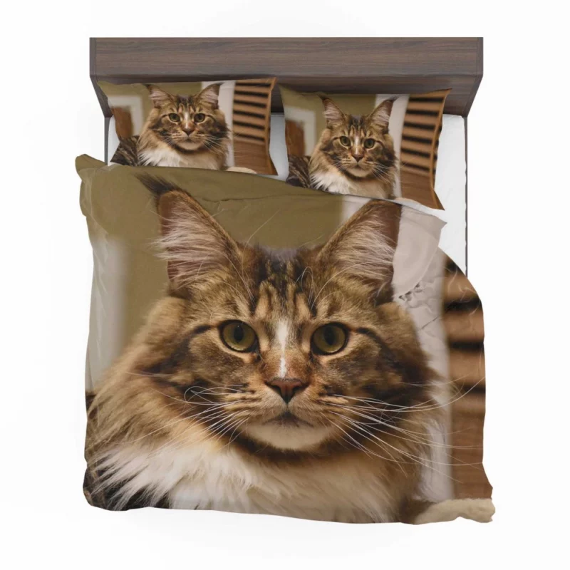 Cat Inquisitive Bedding Set 1