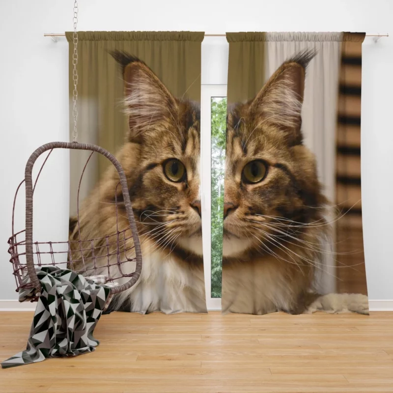 Cat Inquisitive Curtain