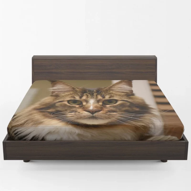 Cat Inquisitive Fitted Sheet