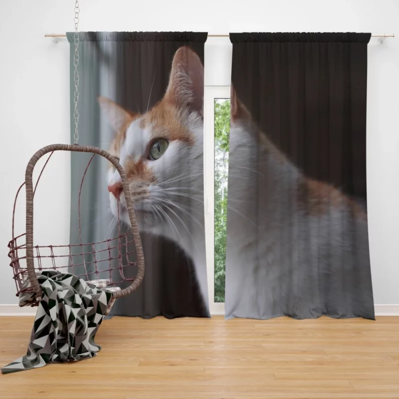 Cat Inquisitive Stance Curtain