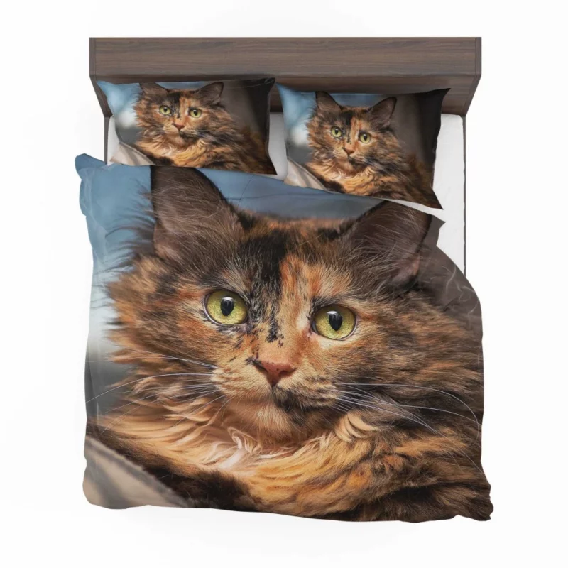 Cat Intense Stare Close-Up Beauty Bedding Set 1