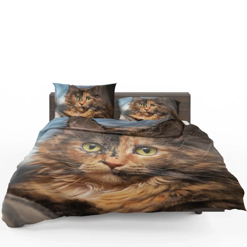 Cat Intense Stare Close-Up Beauty Bedding Set