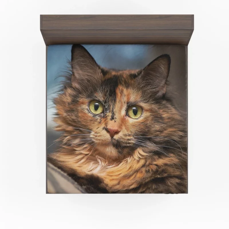 Cat Intense Stare Close-Up Beauty Fitted Sheet 1